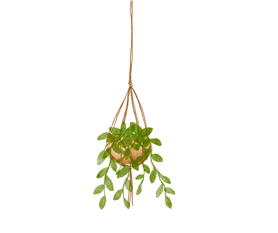 Plante suspendue